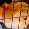 『5年間も繁殖するために飼われていた犬』を保護した結果…当時では考えられない『嘘のような変化』に涙が止まらないと107万再生の反響