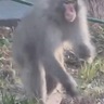 サル出没