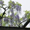 市の花フジ　紫色の天蓋、満開　長久保公園では白色や盆藤も