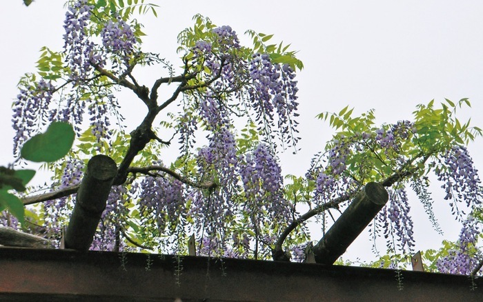 市の花フジ 紫色の天蓋、満開 長久保公園では白色や盆藤も 市の花フジ 紫色の天蓋、満開 長久保公園では白色や盆藤も