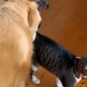 朝『無断外泊をした猫』が帰宅すると、大型犬が…思った以上に『心配性な光景』が17万再生「短編映画みたい」「喜んでるの最高」と大絶賛