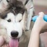 犬の抜け毛を使った5つの活用方法　手軽にできるリメイクから記念に残る使い道まで