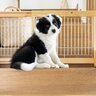 犬を飼うときに注意すべき『室内環境』5つ　危険なトラブルが起こりかねないポイントから対策法まで