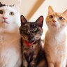 『和猫』と『洋猫』何が違うか、知っていますか？それぞれの定義と違うポイント