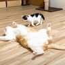 倒れている先住猫に『気づいた子猫』の行動…『予想外の絡み』が面白すぎると43万再生「出オチｗｗ」「なんちゅう寝相ｗ」と爆笑の嵐