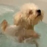 生まれつき眼球がない犬→光を感じない世界でも…一生懸命で前向きな光景に思わず涙「本当にパワーもらえる」「これからも元気で」と19万再生