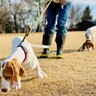 愛犬が楽しそうに散歩をしないのはなぜ？考えられる原因と愛犬のためにできること