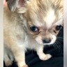 生後２ヶ月のあどけない赤ちゃん犬→すくすく成長した結果…衝撃の『ヤンキーフェイス』になった光景に「アウトロー系で草」「面構えがｗ」と爆笑