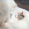 通称『人をダメにするソファー』を置いてみたら、猫たちが…予想外の『とんでもない展開』に「腹抱えて笑ったｗ」「思わず声がでた」の声