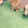 犬に囲まれて育った猫→『フセもマテもできるようになった』けど…まさかの切ない光景が300万再生「競争社会を生きるネコ」「可愛すぎｗ」
