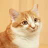 猫はどうやら飼い主を『大きい猫』だと思っている？そう思わせる3つの行動