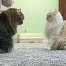 うっかり『母猫の逆鱗』に触れてしまった娘猫→救世主が現れて……家族の行動が癒されると11万再生「素敵な家族」「素晴らしい熱戦」
