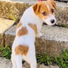 よちよち歩きで階段を登っていた赤ちゃん犬が、3年後→とんでもなく成長した『驚きの現在』が1万5000再生「感動した」「貫禄すごい」と絶賛
