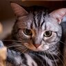 猫に『トラウマを残すNG行為』3選　猫は嫌な記憶ほど忘れないもの