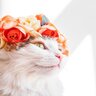 『王族』に愛された歴史を持つ猫種4選　なかには高貴な人しか飼えなかった猫も