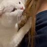 ママの髪をグルーミングしていた猫→近くに居たパパが『オナラ』をした次の瞬間…笑撃の瞬間が83万表示「凄い顔してて笑った」「嫌そうｗ」