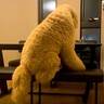 真夜中、リビングに行くと…巨大なぬいぐるみ？想像以上に大きい『超大型犬』が可愛すぎると391万再生「大きなテディベア」「もはや家主ｗ」