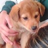 『こんなにも小さかった赤ちゃん犬が…』数年後→保護当時からは考えられない『イケメンすぎる姿』に称賛の声「カッコ良すぎる」「紳士になった」