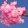 桜の精にとりつかれた桜守　55年の愛が生み出した新種の桜●龍江の誉（長野県飯田市）