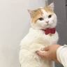 トイレをする猫の『姿勢』を見てみると…あまりにも独特な『可愛すぎる様子』が56万再生「トイレのときは呼ばれるの？ｗ」「人間より器用ｗ」