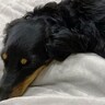 ベッドで眠っていた犬の『寝起きを撮影した』結果…まさかの『別の生き物に生まれ変わる光景』に爆笑「ウナギイヌで草」と2万6000いいね