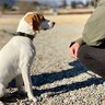 犬が『初めて会った人』にみせる行動４つ　仲良くなるための秘訣や注意すべきことをご紹介