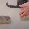 赤ちゃん猫たちを『褒めまくった』結果…可愛すぎる行動をとる姿に悶絶する人続出「てちてち可愛い」「心が和む」と2万5000再生