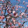 全国的な暖かさに梅の開花も進む、四日市市や近郊の寺社や公園に花見の人たち