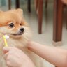 犬が『歯磨きを拒否』するときの対処法はある？苦手克服に向けた改善策まで