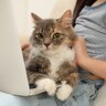 猫が『無視されたニャ…』と思ったときにする行動4選　スルーされると猫も傷つく