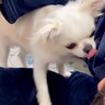 『犬ハラスメント』の被害報告をする夫婦→困っているかと思いきや…むしろ羨ましい光景が90万再生「許す」「私もチワハラされたいｗ」と悶絶