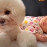 赤ちゃんが『犬と一緒に暮らした』結果…あまりにも尊い『兄妹愛を感じる光景』に涙が出ると270万再生「心打たれた」「素敵なお兄ちゃん」