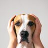 『聴力が弱っている犬』がみせる行動4選　判断する方法や病院へ行くべきタイミングまで