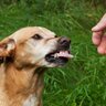 犬が『人を好き嫌い』するときの4つの心理　好みが分かれる理由から仲良くなるためのコツまで