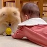 赤ちゃんと犬が一緒に暮らしたら…１年後→あまりにも尊い『成長記録』が16万再生「一緒に子育てしてくれてる」「距離感が理想的」と称賛