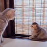 母猫が『網戸をよじ登っている子猫』に指導した結果…素直に聞く様子が可愛すぎると49万9000再生「疲れブッ飛ぶ」「天国だ」の声