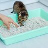 猫に『トイレトレーニング』をするときのポイント4選　猫は比較的ラクと言うけど、本当？