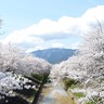 川沿い約2.5kmにわたる桜並木。奈良県大和高田市が誇る県内有数の桜名所「高田千本桜」