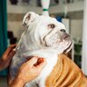 犬が嫌な気持ちになる『触り方』4選　触られて不快に思っているときにみせる態度や行動まで