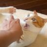 先住猫が"凶暴化"した結果、後輩猫が……予想外の『一体化』に爆笑する人続出「一体化してて最高に可愛い」「色が同じでｗ」の声