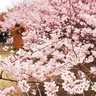 早咲きが満開に　相模原公園
