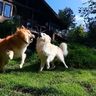 私がドッグランの芝生化を頑張る理由【穴澤賢の犬のはなし】