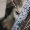 『子猫の鳴き声がずっと聞こえる』と連絡→保護しに向かった結果…感動が止まらない『まさかの展開』に「なんて奇跡」「本当によかった」の声