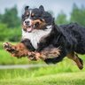 犬が急に走り出す『4つの心理』突然愛犬のスイッチが入るのはなぜ？やめさせる方法はあるの？