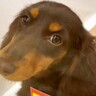 外を見たことがない『５ヶ月も家族を待ち続けた犬』→悩んでお迎えした結果…素敵すぎる『現在の光景』が23万再生「涙出た」「運命なのかも」