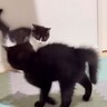 『やんのかステップ』を覚えた子猫たち→ヒートアップして、母猫が…まさかの可愛すぎる結末が10万再生「紙相撲みたいｗ」「かわいすぎ罪…」