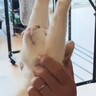 15歳のおばあちゃん猫→飼い主さんにそっと持ち上げられると…思わず目を奪われる『素敵な特技』が36万再生「素晴らしい」「ラジオ体操みたい」