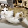 ボウルからあふれ出る猫のモフモフ