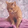 愛猫が寝る前に見せる『ナイトルーティン』4選　こんな姿が見られたら、おやすみモードかも？