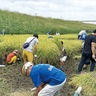 新横浜で稲刈り体験